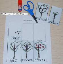 Tree life cycle apple life cycle kindergarten science literacy activities apple theme. Creating An Apple Tree Life Cycle In Preschool Kindergarten