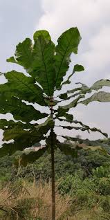 Image result for Anthocleista