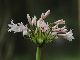 Image result for Brunsvigia radulosa