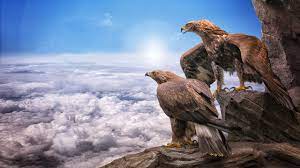 5120x2880px Free Download Hd Wallpaper Eagles Birds Prey Masters At Heights Sky Clouds Roc Sun Animals Hd Wallpaper Desktop Animal Wallpaper Animal Photo