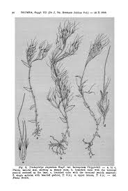 Image result for Trachypogon chevalieri