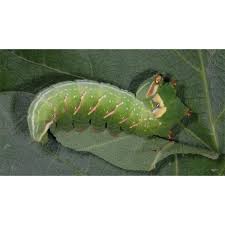 Image result for Peridea anceps