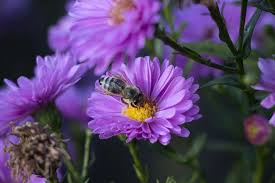 Best flowers for bees and butterfly garden, pollinator garden, pollinator pets. 12 Best Flowers For Bees How To Create A Bee Garden