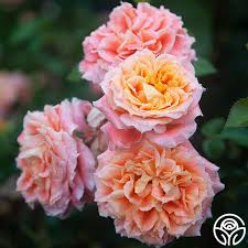 Image result for Isoglossa floribunda