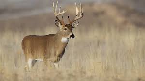 What is a resident hunting license? Pennsylvania Hunting Licenses To Go On Sale June 22 Wpxi
