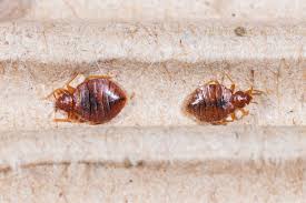 Bed bugs measure ¼ of an inch long. It Is Or Is It Not 7 Bugs That Look Like Bed Bugs But Aren T Safeguard Pest Control