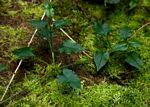 Image result for Stellaria mannii
