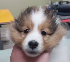 Owner/ Hanna Campbell (@emmysspawtify) • Instagram photos and videos