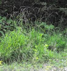 Image result for Enteropogon