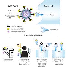 A complete blood count, or cbc, measures. Sars Cov 2 Related Proteins Invivogen