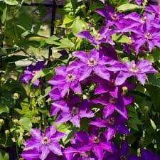 Image result for Clematis pulchra