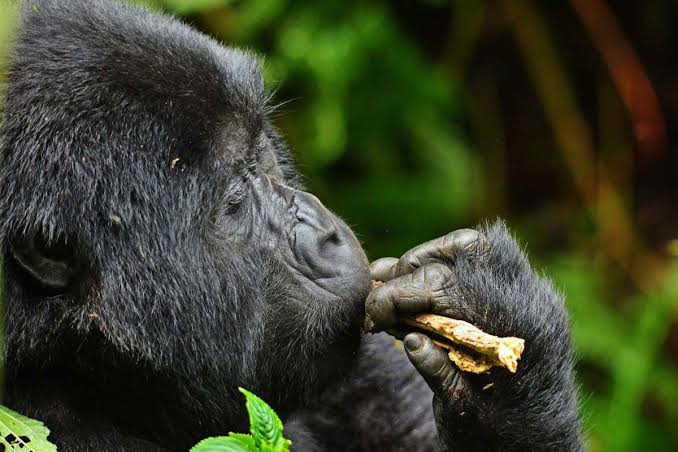 Car Hire Bwindi from Kigali 2026 | Complete Drive Guide - Freddy Car Rental