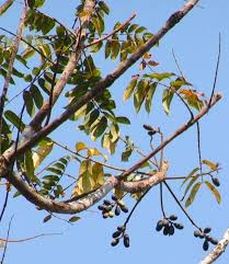 Image result for Canarium schweinfurthii