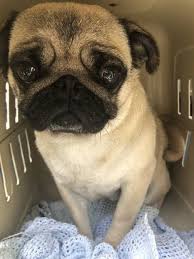 By clicking yes, i authorize petland tulsa or petland oklahoma city and third party pet to deliver or cause to be delivered. Pug Puppies French Bulldogs Rescued From Vancouver Island Breeder Recovering In Foster Care Bc Spca Pug Puppies French Bulldog Rescue Pugs For Adoption