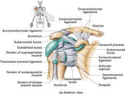 In some cases, your doctor might use ultrasound to guide the injection into the affected bursa. Bursa And Ligament Of The Anterior Shoulder Shoulder Anatomy Joints Anatomy Shoulder Joint
