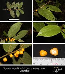 Image result for Rinorea