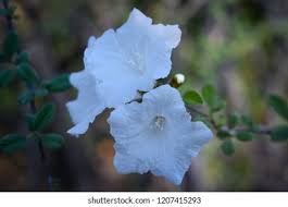 Image result for Cordia africana