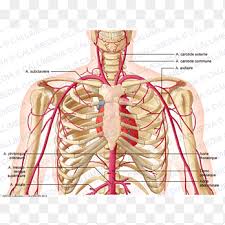 Sudden dizzinessor loss of balance 5. Supratrochlear Artery Head And Neck Anatomy External Carotid Artery Renal Artery Hand Human Png Pngegg