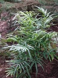 Image result for Pseudobersama