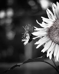 Zonnebloem In Zwart Wit In 2020 Zwart Wit Zonnebloemen Zwarte Achtergronden