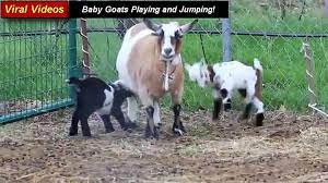 Baby Goats Playing And Jumping Baby Goats Videos Video Dailymotion