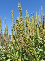 Image result for Plantago