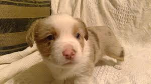 For happy & healthy lives. Litter Of 6 Aussie Corgi Puppies For Sale In Hopkinton Ia Adn 50859 On Puppyfinder Com Gender Female Age 4 Puppies For Sale Puppies Corgi Puppies For Sale