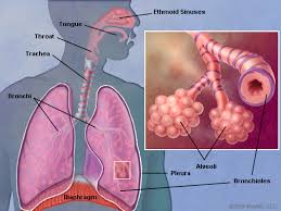 Cancer that starts in the lung is called lung cancer. Pacific Heart Lung Blood Institute Lung Cancer