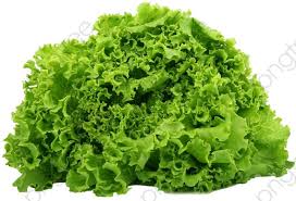 Alface Png Clipart De Alface Png Verde Legumes Imagem Png E Psd Para Download Gratuito Hydroponic Vegetables Lettuce Green Lettuce