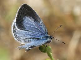 Image result for Celastrina argiolus