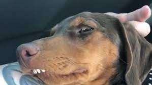 The four techniques on how to fix an overbite that is presented below work to correct any malocclusion of any level of severity. This Dog S Overbite Is Worse Than His Bark Oz The Dachshund Is Instagram Star Thanks To Toothy Grin Daily Mail Online