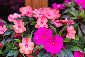 Image result for Impatiens keilii