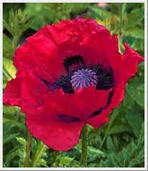 Poppy Great Red Deer Resistant Perennials Poppies Deer Resistant Plants