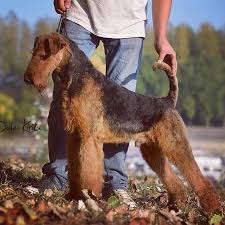 Find the right dog and live happy today. Copy Of Airedale Terrier Puppies In Dallas Tx Dogwooddales Airedale Terriers Of Texas