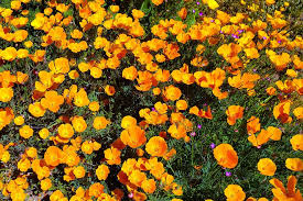 Check spelling or type a new query. There S Still Time To See The 2019 Super Bloom