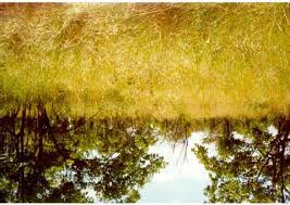 Image result for Sehima