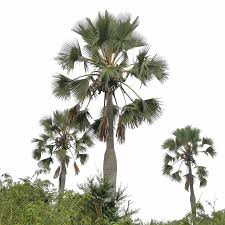 Image result for Borassus aethiopum