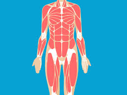 leg muscles anatomy function diagram body maps