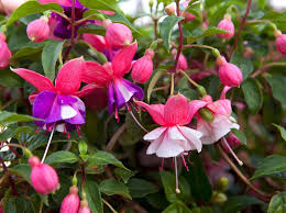 Begin to cut way back on the watering. How To Grow And Care For Fuchsias Bbc Gardeners World Magazine