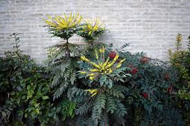 Mahonia bealei