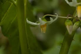 Image result for Solanum capsicoides