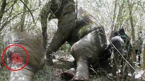 Humble elephant with a large tumor on his leg is being treated by the  wildlife veterinary team. - YouTube