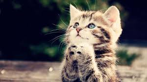 Get inspired by our community of talented artists. Betende Katze Chat Wallpaper 1920x1080 Wallpapertip