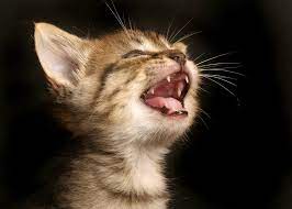 Cat champion bonnie kelley rescues and rehomes cats of all age, but she has a special place in heart for kittens, especially the bitty ones that are still nursing. Curious Kids Do Cats And Dogs Lose Baby Teeth Like People Do
