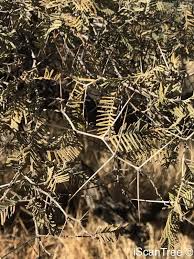 Image result for Acacia haematoxylon