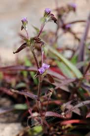 Image result for Cyanotis arachnoidea