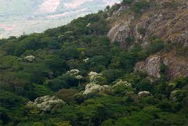 Image result for Craibia zimmermannii