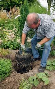 So Pflanzen Sie Eine Saulen Eibe Garten Pflanzen Pflanzen Und Eibe Pflanzen