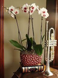 Diy Orchid Inspiration Orchids Diy Orchids Repotting Orchids