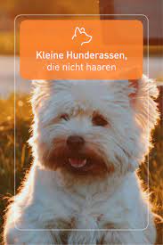 kleine hunderassen die nicht haaren hunde rassen hunderassen kleine hunderassen
